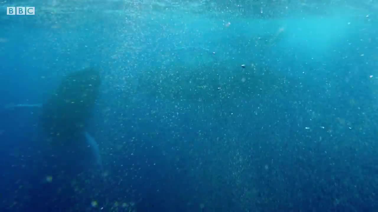 Whale Fights Males to Protect Calf