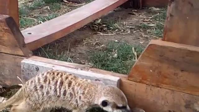 Funny and funny mongoose