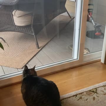 Cat meets squirrel but can't get to squirrel.