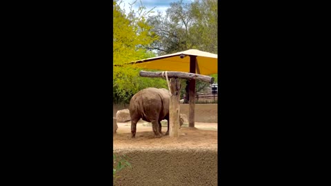 rhinoceros in the zoo