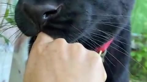 Sweet panther