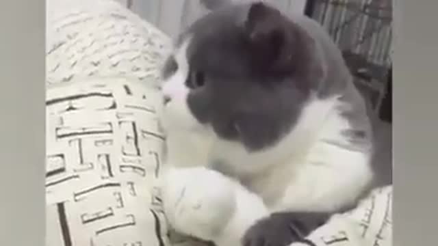 Cute cat face and acting 😍😍😅