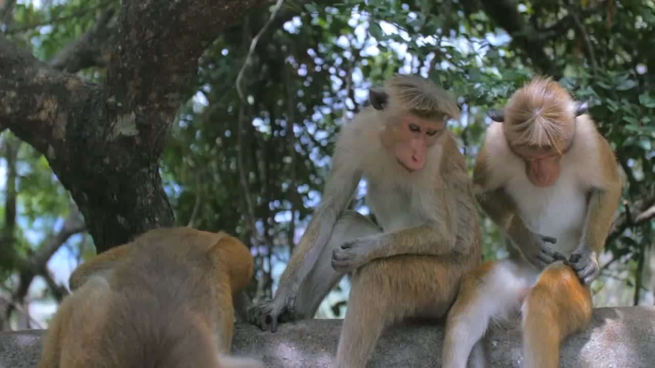 Funny monkey monkey video