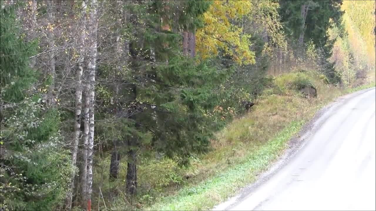 A Bear Plays With A Dog, But When It Notices Spectators? WATCH OUT!