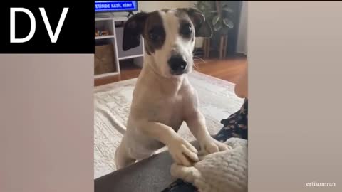 Funny pets part2 #pets #animals #laugh #laughing #funny #enjoy