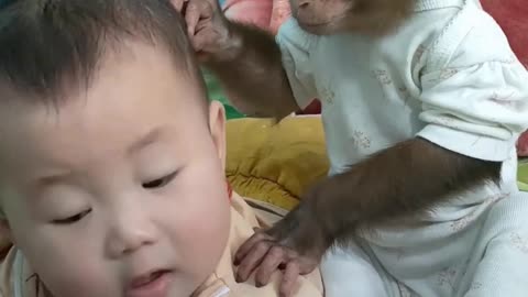 Cute monkey with baby