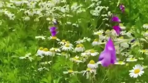Beautiful flowers garden