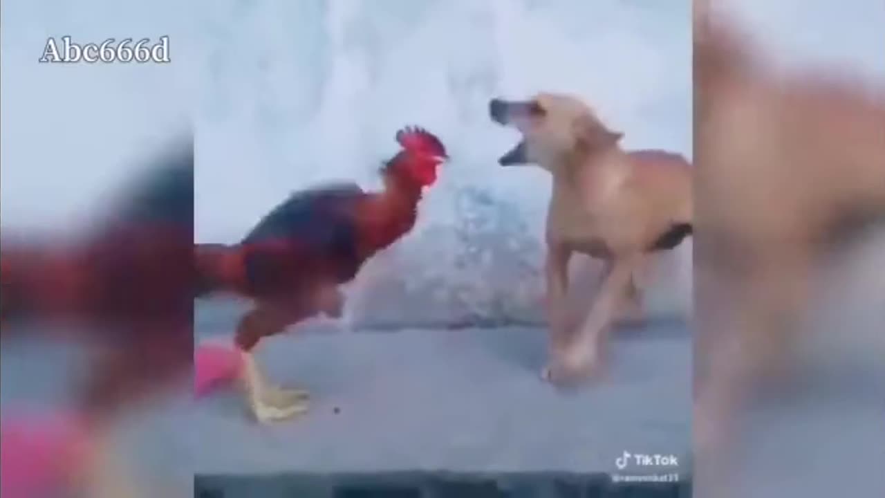 dogvschickenfight_funnyfight