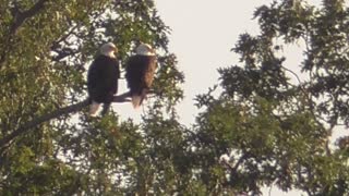 309 Toussaint Wildlife - Oak Harbor Ohio - Stunning Pair Of Eagles