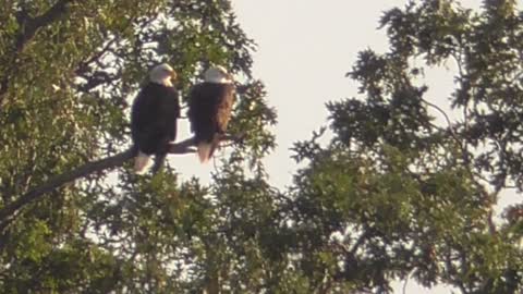 309 Toussaint Wildlife - Oak Harbor Ohio - Stunning Pair Of Eagles