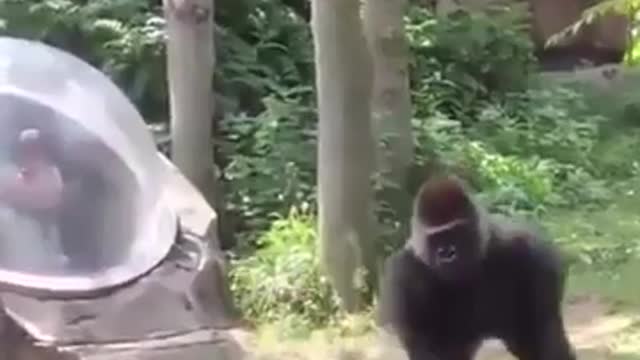 Top 3 animal attack