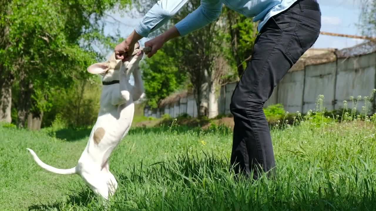 Dog grabbing teeth with a stick in slow motion. Dog training and activity