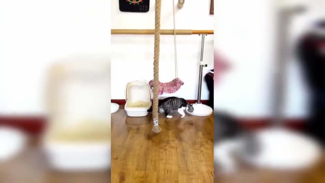 Best Funny Animal Videos 2022 🐶 Funniest Dogs And Cats Videos part2