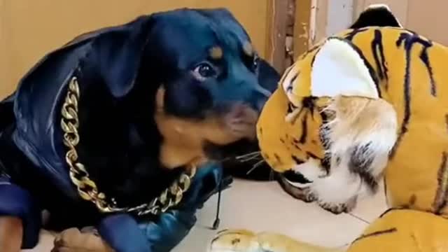 It's the first time a dog has courted a new guest like this😂😂