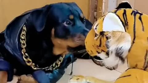 It's the first time a dog has courted a new guest like this😂😂
