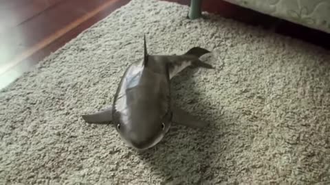 FUNNY BABY SHARK AWESOME YES YES