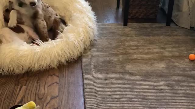 Cute Aussie puppy and Jack Russel Terriers have a blast Part 2
