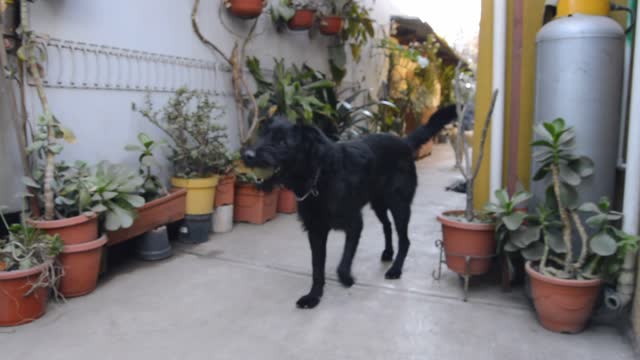 How are the black Dog's mind has very sharp | cute black dog playing