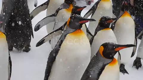 nature,penguin