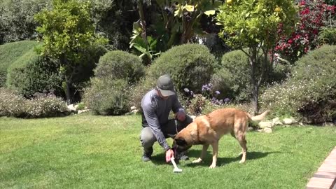 Dog training using signs