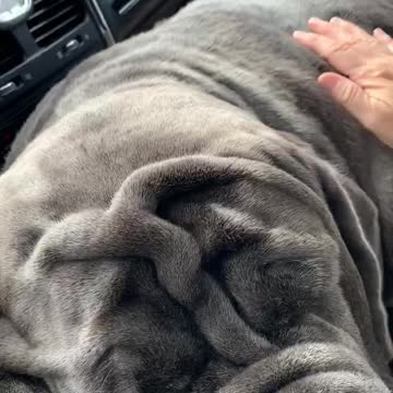 Romeo takes up a lot of room! I wouldn’t have it any other way