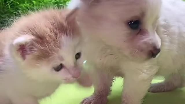 Cutie and lovely cat 🙀 and dog