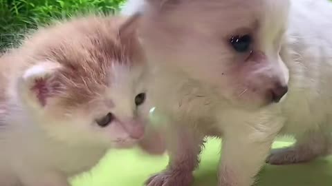 Cutie and lovely cat 🙀 and dog