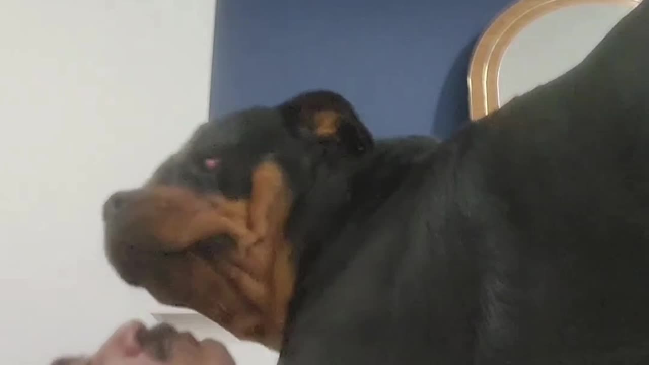 Mornings with Don The Rottweiler