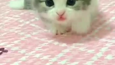 Bayi kucing comel banget.(baby kitten). Cute cat voice