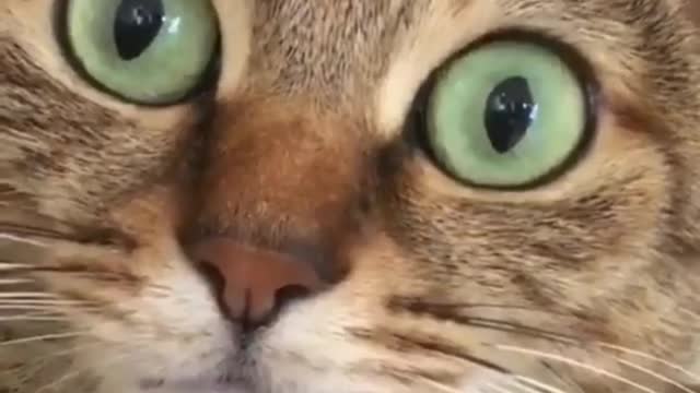 The funny cats