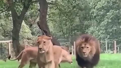 I want to know what to do if I am surrounded by lions, wait online, I am in a hurry