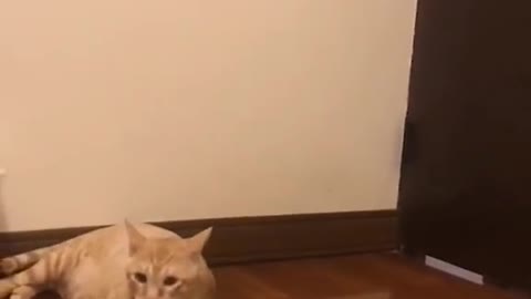 Funny cat rollin