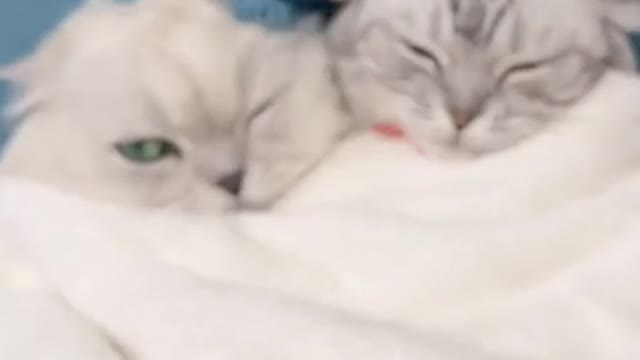 Cute Cat - Massage Time