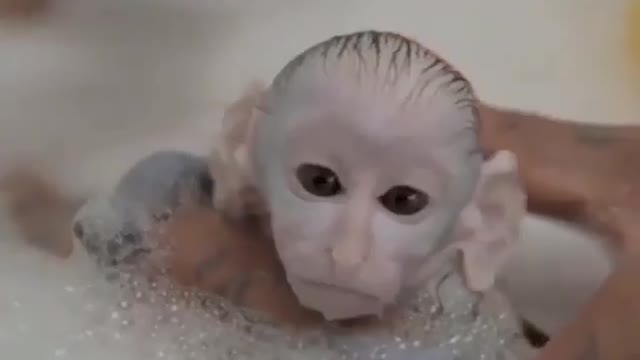 see my #monkey #reaction during taking a shower for the first time