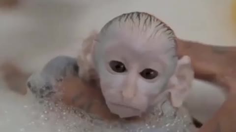 see my #monkey #reaction during taking a shower for the first time