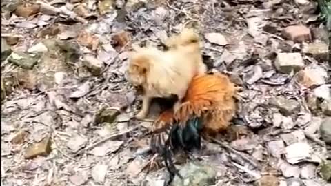 Funny animals.. Chicken vs DOG.