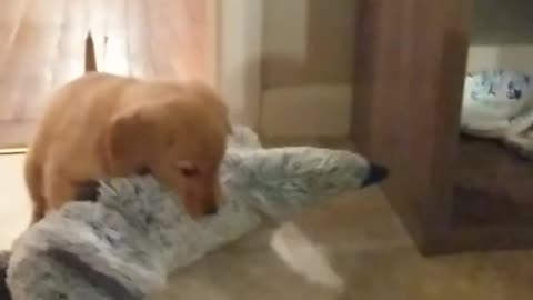 Tan dog holding grey stuffed animal and face planting