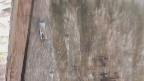 Spiders Overtake the Outhouse
