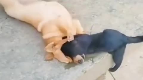 Funny cat 🐱 vs dog 🐕 fight😂 [must watch video puppy lovers😅]
