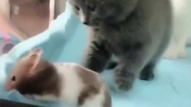 Three kittens and a cat | Very funny video | Funny animals