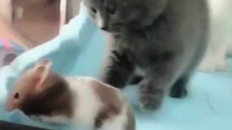 Three kittens and a cat | Very funny video | Funny animals