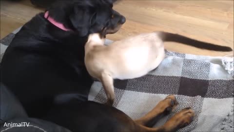 Siamese Kittens Playing - Cute Compilation