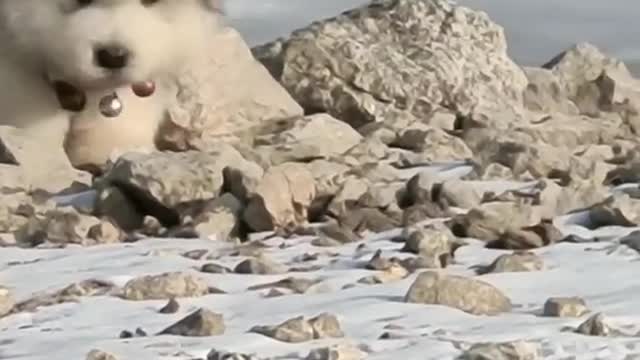 Funniest and Cutest Puppies