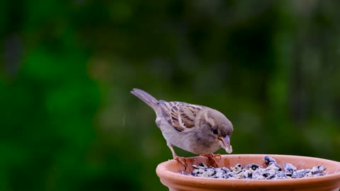 A sparrow (bird) eating closely. Amazing