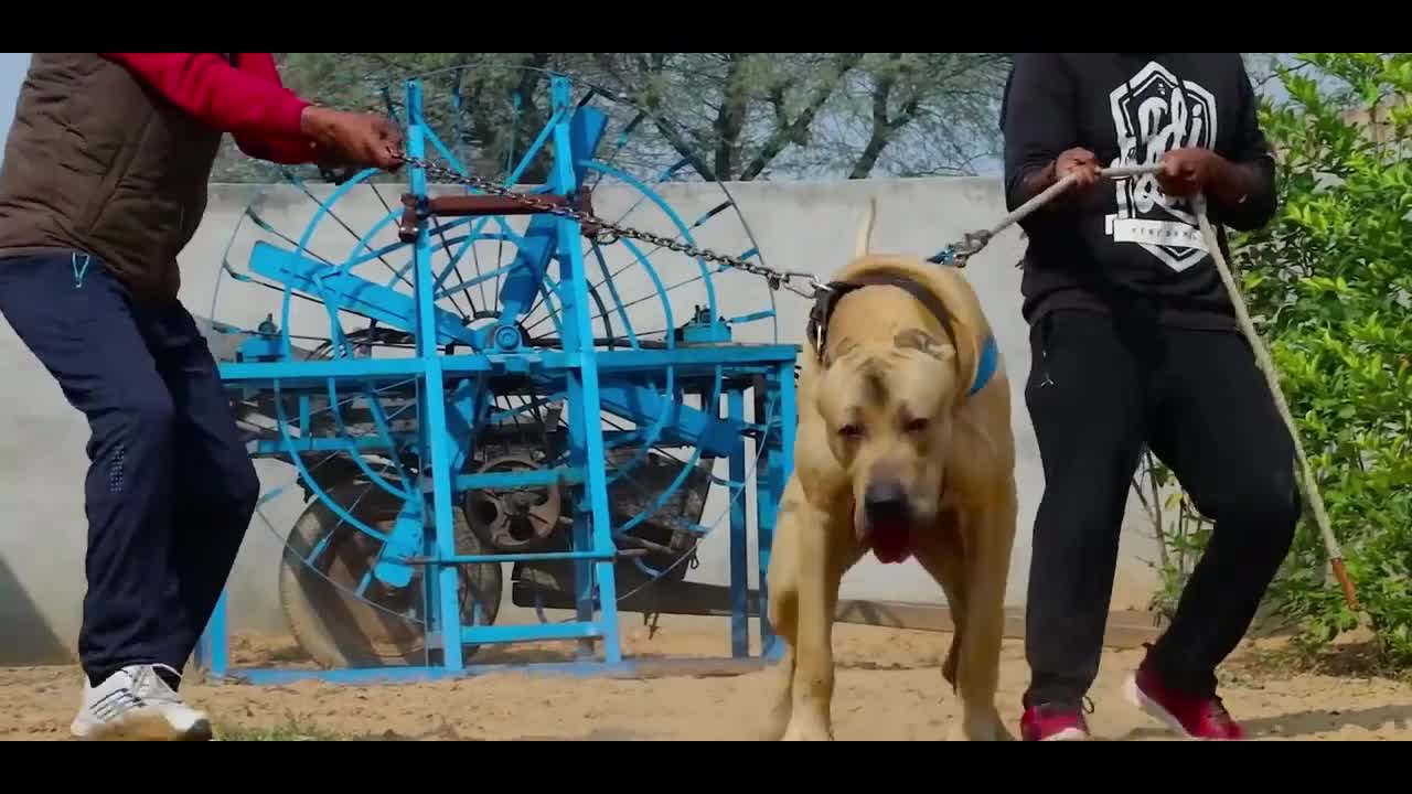 Angry Dog video