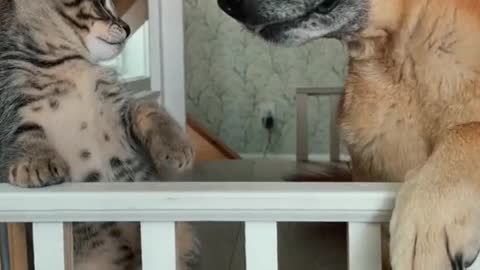 Cat and dog