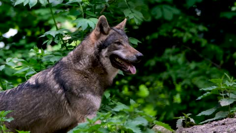 ADORABLE WOLF