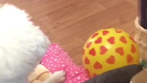 Puppy excited to play ball