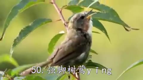 50 different sound of birds