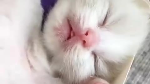 OMG SO CUTE ❤️❤️cat fanny video